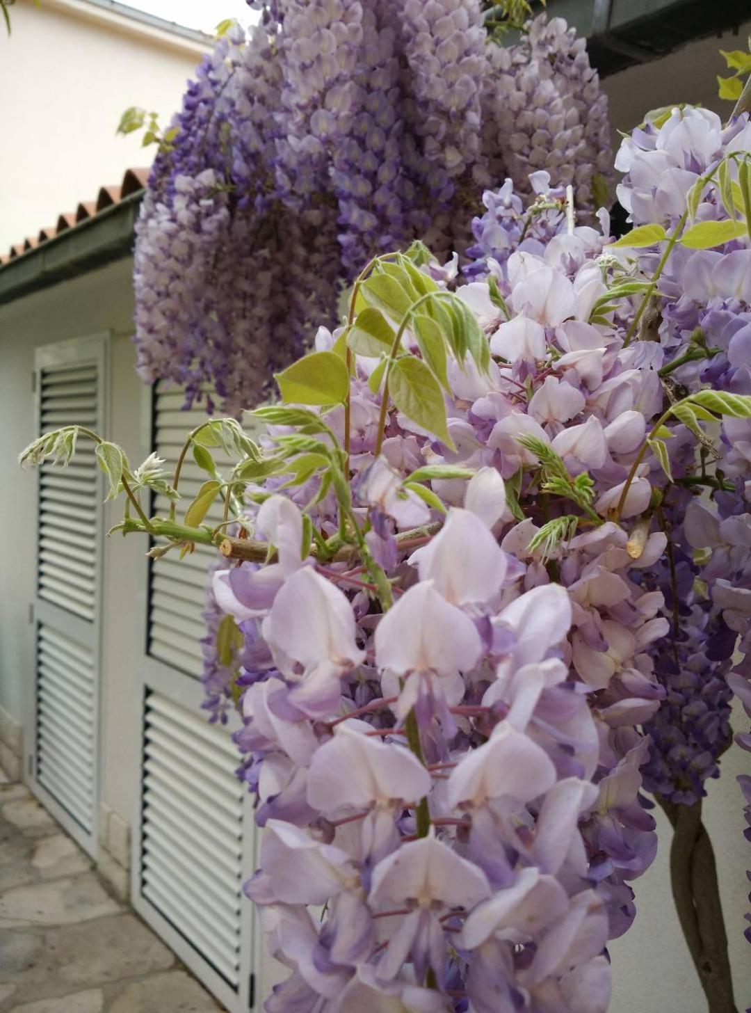 Apartments Gina Trogir Exterior photo